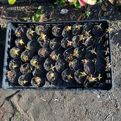 もみじ　紅葉　1年目　1コの値段　ポット付きの画像