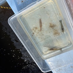 オニテナガエビ(豊後テナガエビ)観賞用２０２５年生まれの画像