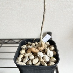 ユーフォルビア ヘディオトイデス 鉢ごとの画像