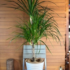 カンボジアーナの画像