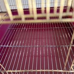 鳥かごの画像