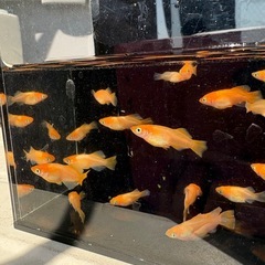 朱天皇めだかの画像