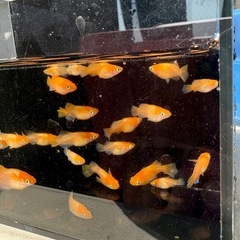 朱天皇めだかの画像