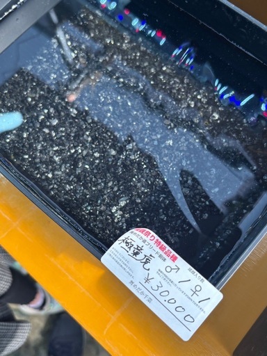 【予告】　舞メダカ様直系　童虎メダカ