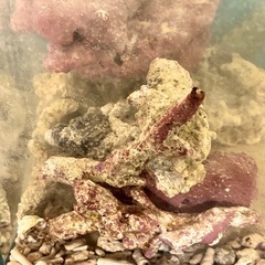 ライブロックの画像