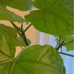 観葉植物　ウンベラータの画像