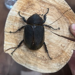 DH.ヘラクレス　パチセラスZ   65ミリ採卵済みの画像