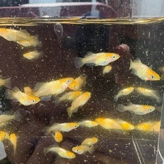 取引中、琥珀メダカ、ショートボディの画像