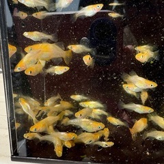 取引中、琥珀メダカ、ショートボディの画像