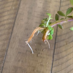 多肉植物☆ペンテリーの画像