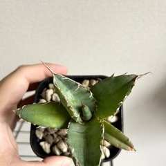 アガベ オテロイ 白鯨 鉢ごとの画像