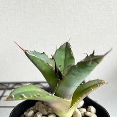 アガベ オテロイ 白鯨 鉢ごとの画像