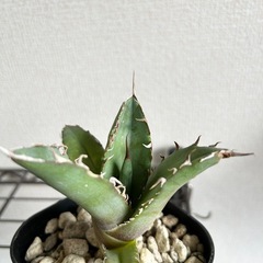 アガベ オテロイ 白鯨 鉢ごとの画像