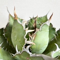 アガベ オテロイ 白鯨 鉢ごとの画像