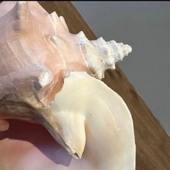 コンク貝　ピンク貝　オブジェ　法螺貝　貝殻　ほら貝　ピンクの画像