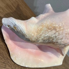 コンク貝　ピンク貝　オブジェ　法螺貝　貝殻　ほら貝　ピンクの画像