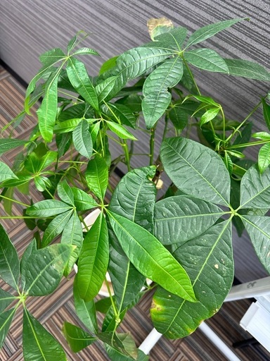 パキラ 観葉植物　