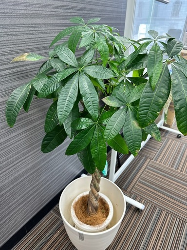 パキラ 観葉植物　