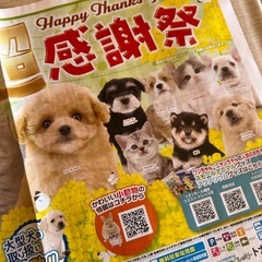 ひごペット 割引券 5/31までの画像