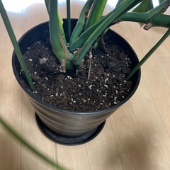 モンステラ　　状態◎ 観葉植物　現状お渡しの画像
