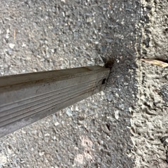 足が伸びるハシゴ！
の画像