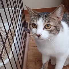 おとなしいのんちゃん