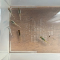 ミックスメダカ6匹 150円でお譲りします・少量の餌付き‼️の画像