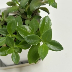 多肉植物　ベビーサンローズ　鉢ごとの画像