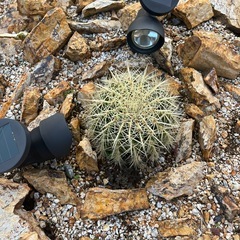 金シャチの画像