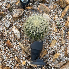 金シャチの画像