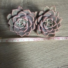 多肉植物    ピンクプリティカット苗
の画像