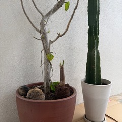 ウンベラーダ、サボテンセット売りの画像