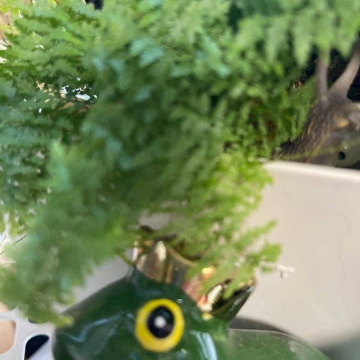 植物①