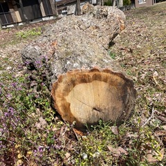 【無料】原木・玉切り差し上げます🪵 の画像