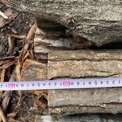 椎茸　原木の画像