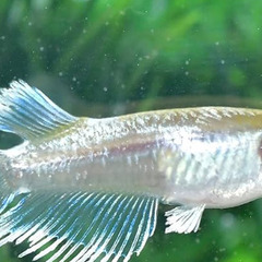 加温飼育ヒレビラビラのエメキンの画像