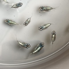 ユリ王ダルマ〜半ダルマの画像