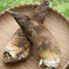 『少数限定』たけのこ2本予約順の画像