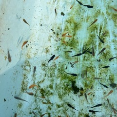 メダカミックスの画像