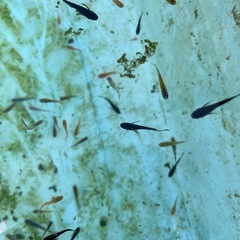 メダカミックスの画像