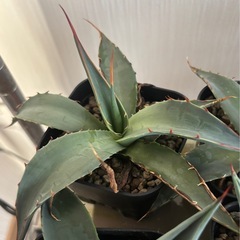 【受付停止】アガベ3種5鉢の画像