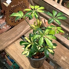【美株】シェフレラ・斑入り （Schefflera arboricola variegata）の画像