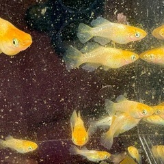 琥珀メダカ、ショートボディ2の画像