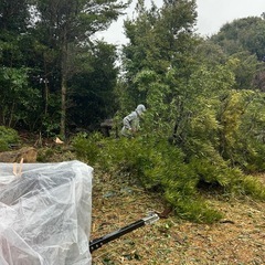 伐採木、薪、まきの木、桜の画像