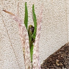 ムサシアブミ　苗の画像