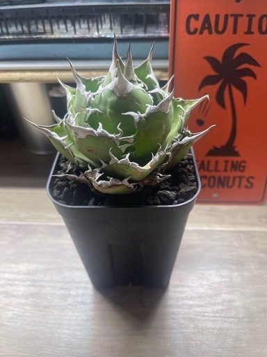 アガベチタノタFO-76  ボールタイプ　オテロイ　サボテン 塊根植物 