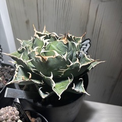 発根済み白鯨　子株の画像