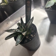 アガベ　笹の雪の画像