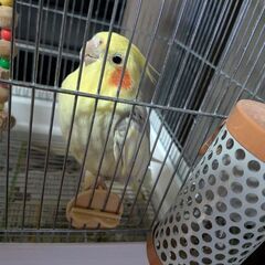 【１年間だけ面倒お願いします】オカメインコの画像
