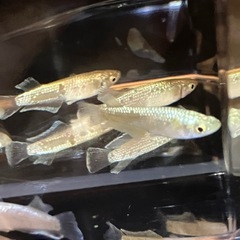鱗緑メダカ　飛輪の画像